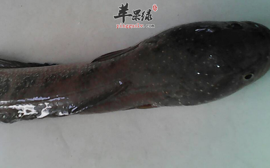 用乌鱼治病的食疗吃法介绍