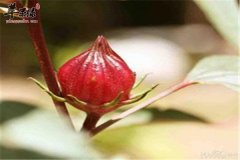 洛神花泡水的功效和