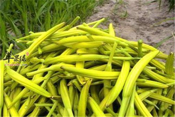 金针菜不能和什么一起吃 有哪些好处