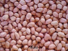 我们花生吃多了会怎