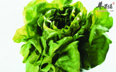 关于油菜的精选食疗