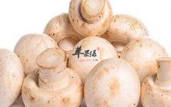 两种口蘑的美味吃法