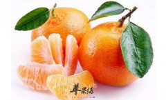 柑橘各部位的药理用