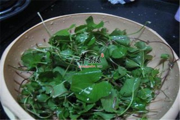 雷公根白果茶——清热解毒利尿祛痰