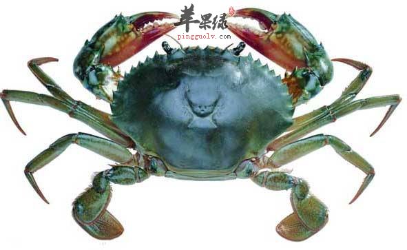 这几类人群不适宜食用螃蟹
