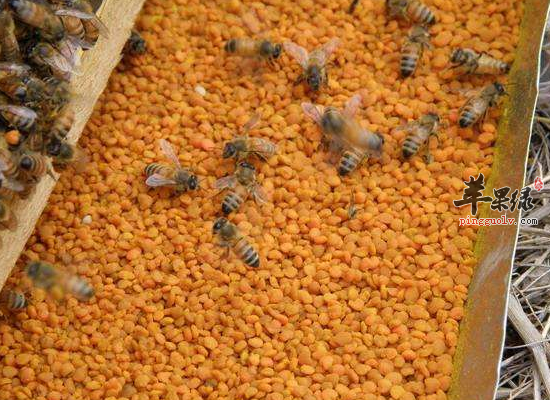 女性食用油菜花粉调节止痛治疗不孕