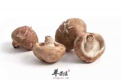 吃香菇的好处多 教你