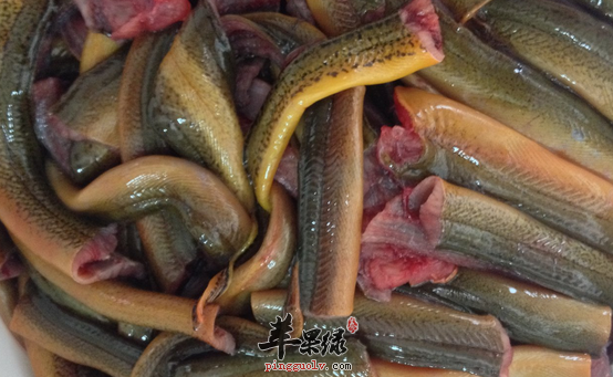鳝鱼的营养及药用价值解说