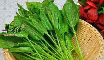 菠菜功效出色 注意吃菠菜的搭配禁忌