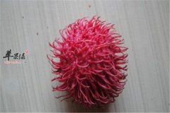 红毛丹含有大量糖分
