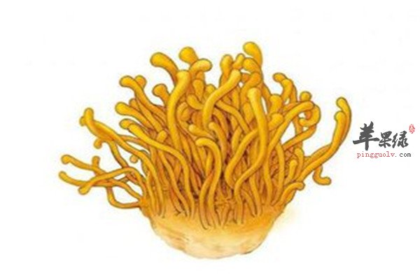 孕妇怀孕期间能吃虫草花吗