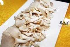 凤尾菇适合什么人群