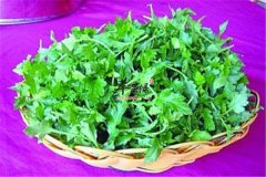 菊花脑的食用方法和