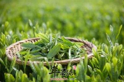 月经期间可以喝绿茶吗