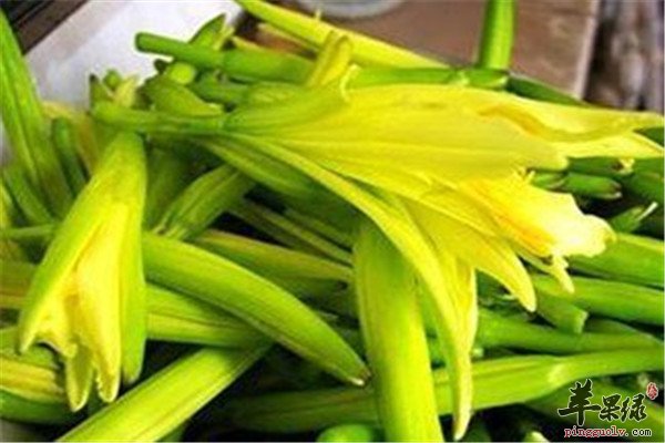 黄花菜2.jpg