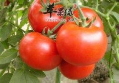 番茄营养又美味 教你