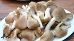 教大家怎么很好的挑选凤尾菇