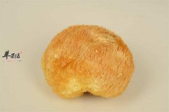 来看看猴头菇的挑选
