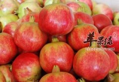 石榴的选购方法和注