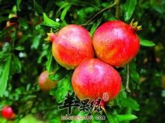 哪些食物不能够和石