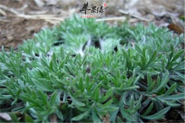 茵陈是什么 有什么药理作用