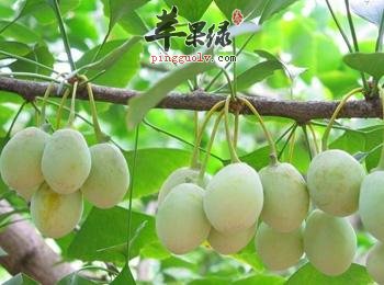 白果的食用注意事项有哪些