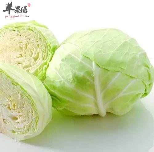 圆白菜的保存方法和注意事项