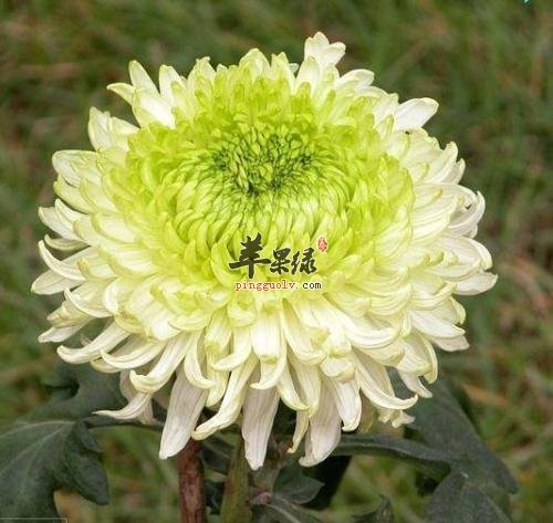 菊花的药用价值有哪些