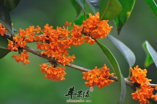 桂花的治病疗方有哪些呢