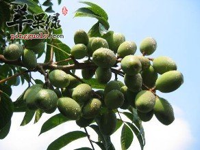 为大家介绍橄榄的药用功效