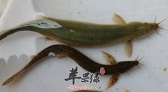 男性朋友吃泥鳅的好