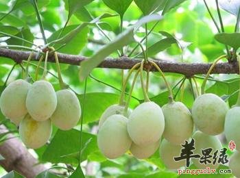 白果的保健功效有哪些