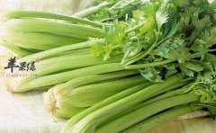 吃芹菜的好处多 要小