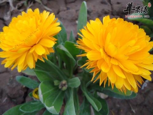 金盏花的使用方法有哪些