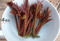 食用香椿的保健功用