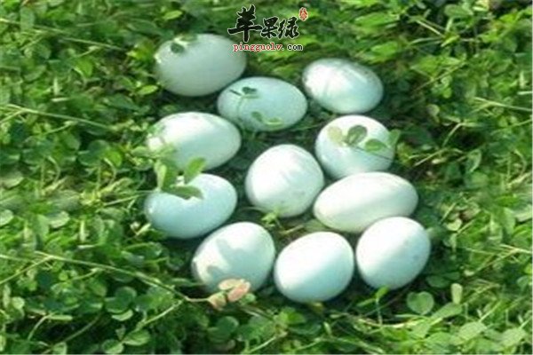 鹅蛋的营养价值有哪些