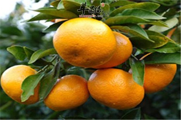 柑橘4.jpg