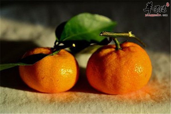 柑橘5.jpg