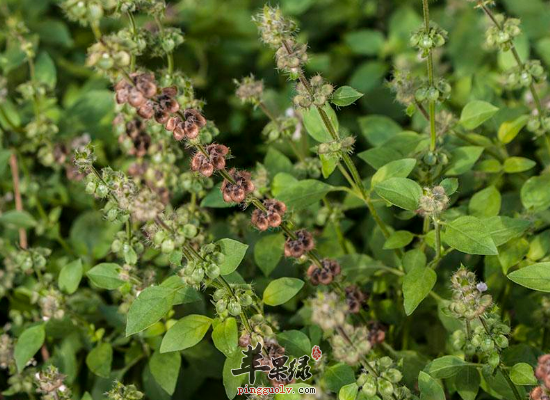 荆芥入药可以祛风解表透疹消疮