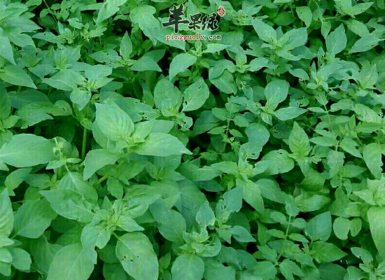 荊芥本身有一種非常有強烈的香氣,在飲食中,人們主要以鮮嫩的莖葉供作