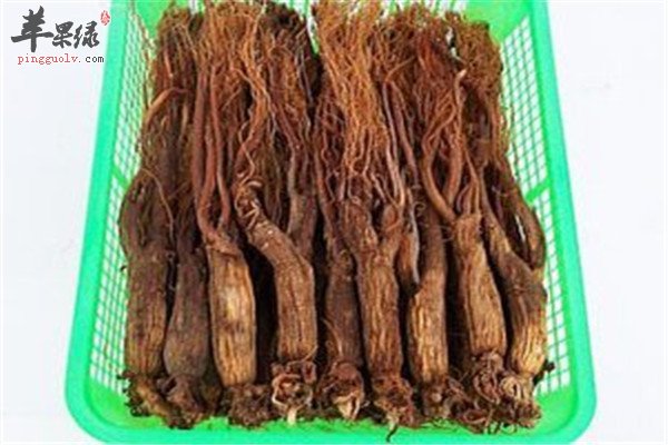 红芪的功效和用法用量你知道吗