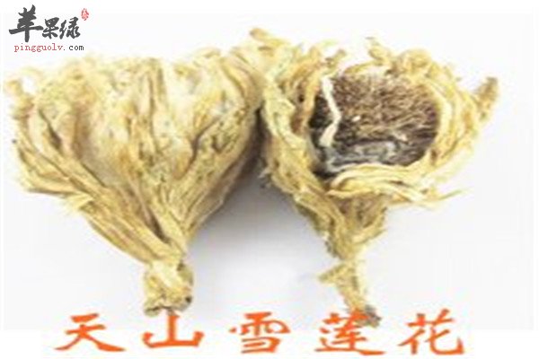 雪莲花如何使用效果最好