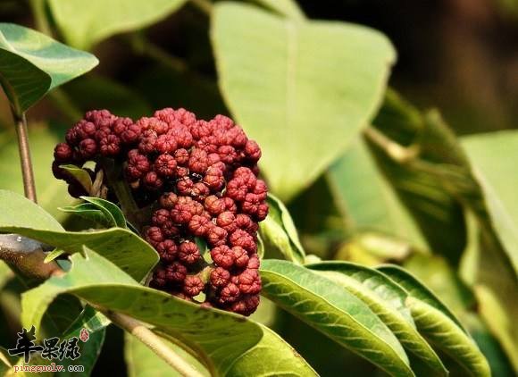 吴茱萸和山茱萸的区别 教你区分