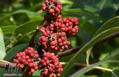 吴茱萸和山茱萸的区别 教你区分