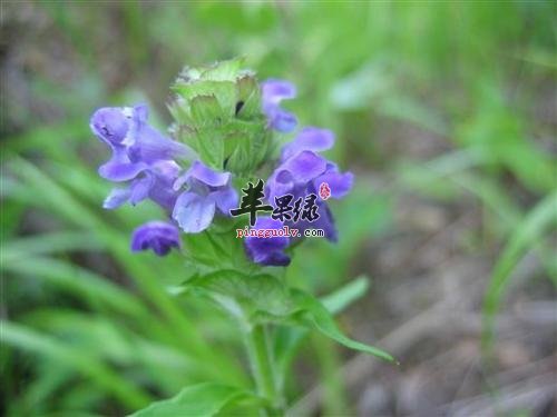 夏枯草泡茶喝好 夏枯草功效很出色