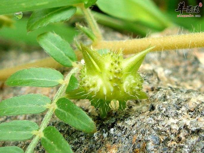 推荐蒺藜的吃法 这样吃蒺藜效果好