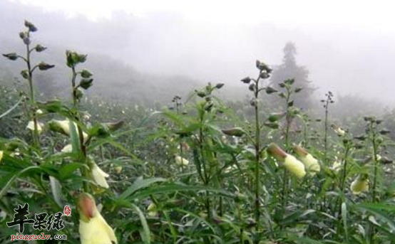 黄蜀葵子的药理用途介绍