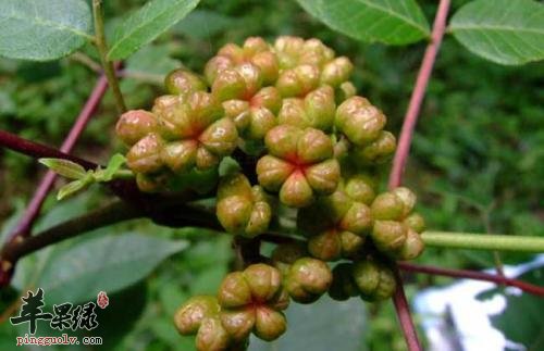 介绍一下吴茱萸的服用方法