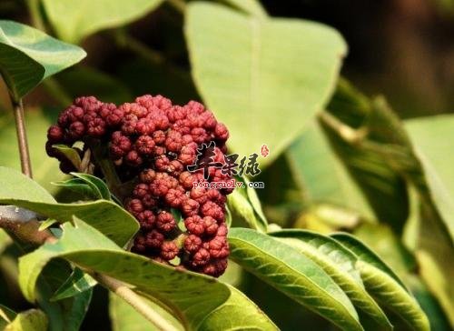 介绍一下吴茱萸的保健功效吧