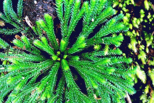 细叶卷柏煎汤可以治疗咳嗽